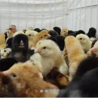 جوجه