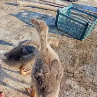 فروش دو غاز نر و ماده