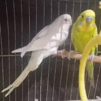 یک جفت مرغ عشق حامله