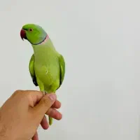 طوطی ملنگوایرانی نر فول رام و دستی سخنگو رخ تو رخ