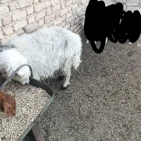بره ماده شیرازی چاق مناسب ماه محرم