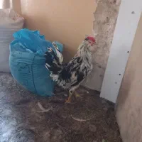 خروس