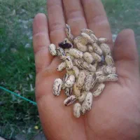 ۳۰ کیلو باقالی پاچه باقالی امساله