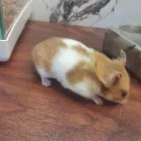 همستر هردو ماده باحال بازیگوش شیطون دستی زبر ررنگ|موش و خرگوش|محمدیه-قزوین, |دیوار