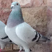 کبوتر مسافتی و جوجه موریس دلبر