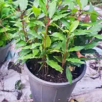 برگ بو ریشه لخت