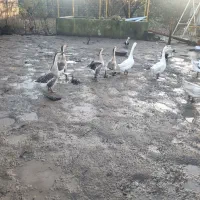 قوغاز آفریقایی و اوکراینی