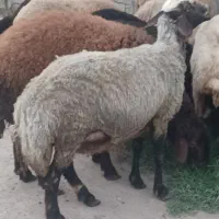 گوسفند ماده