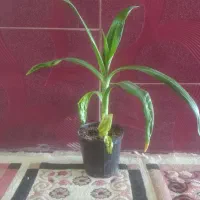 دو عدد گل