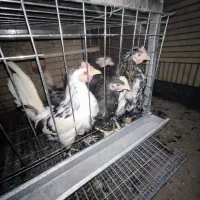 مرغ و خروس گلین چل تاج