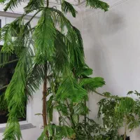 گل کاج مطبق