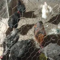 شش عددمرغ بابک عددخروی گلین جوان قشنگ محلی اصل
