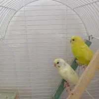 مرغ عشق معاوضه بامرغ عشق نر وماده