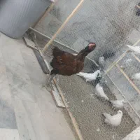 مرغ لاری ترک