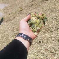 فروش ذرت علوفه دزفول ارسال ب سراسر کشور