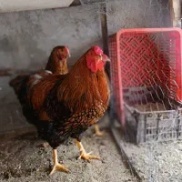 تخم نطفه دار ویاندوت جی اس جی و اورنج