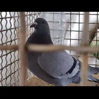 سبز نشسته مدرک دار مقام اول 400
