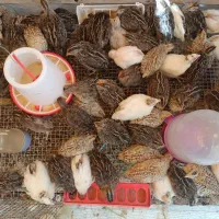 بلدرچین ۴۵ روزه
