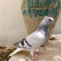 جفت سبز سوسنی دم سفید