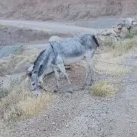 خرماده گله ای معاوضه