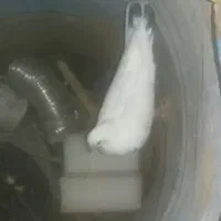 کفتر
