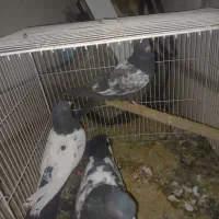 کفتر سینه سیاه نر و ماده