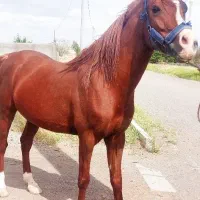 یسر عرب ایرانی