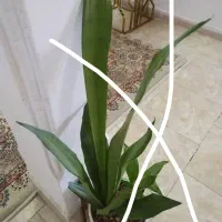 گل حراج شد|گل و گیاه طبیعی|نیشابور, هفده شهریور|دیوار