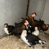 جوجه خروس نژاد گلین قیمت دونه ای ۵۰۰ هزار تومن