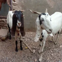 بزپاکستانیکاشمر