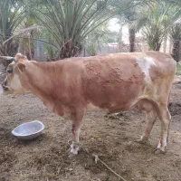 گاو آبستن سیمینتال