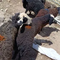 بره نر تعداد ۱۰ راس سبک وزن