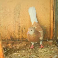 کفتر زرد دم سفید معاوضه یا فروش