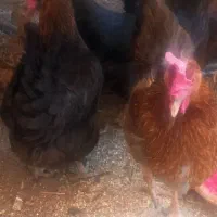 مرغ تخمگذار