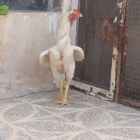 خروس لاری