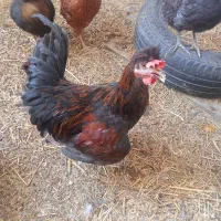 مرغ و خروس