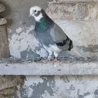 دو عدد شازده به فروش میرسد...