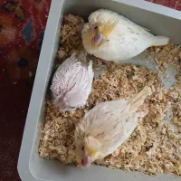 جوجه سرلاکی عروس هلندی