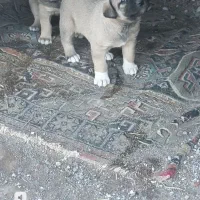 توله نر ماده