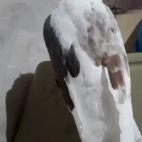 خوشونه جونه اصیل الشتر