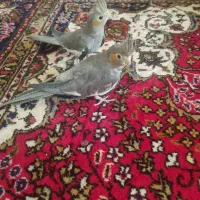 عروس هلندی