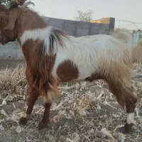 نری