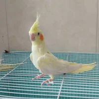 عروس هلندی خوشگل