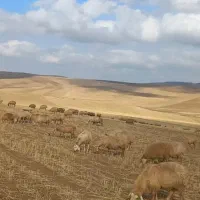 به تعدا ۲۰ جفت میش