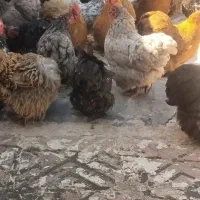 تخم مرغ کوشین