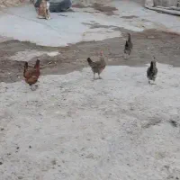 مرغ تخم گذار جوان