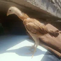 جوجه لاری افغان وارداتی