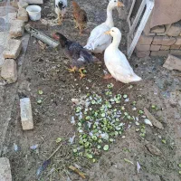 سه عدد مرغ، یک غاز و یک مرغابی