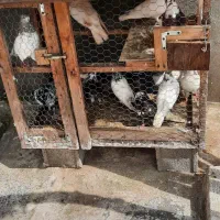 کبوتر با قفس