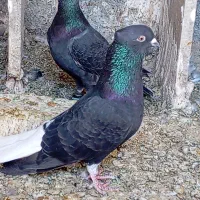 کبوتر آس